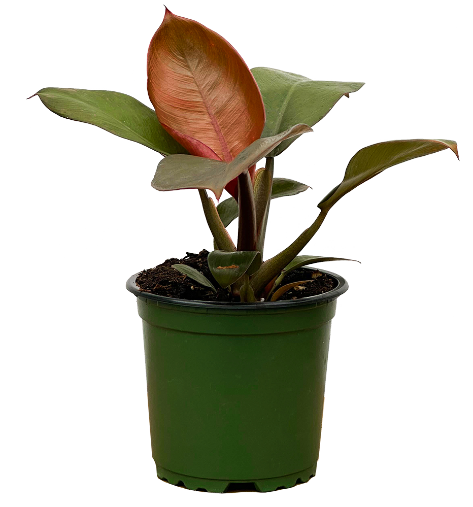 philodendron imperial red poisonous Philodendron Imperial Red | 4" Pot | Easy Care Houseplant