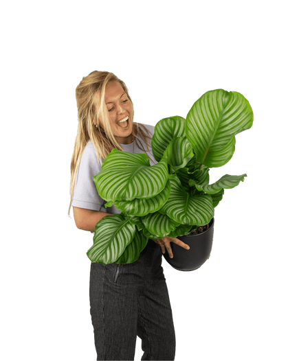 Plantenliefhebber