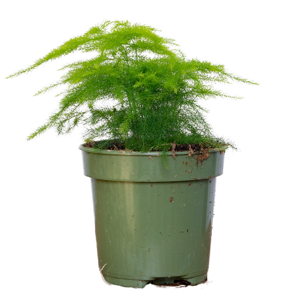 Asparagus Plumosus Plumosa Fern 10cm Easy Care Plantsome