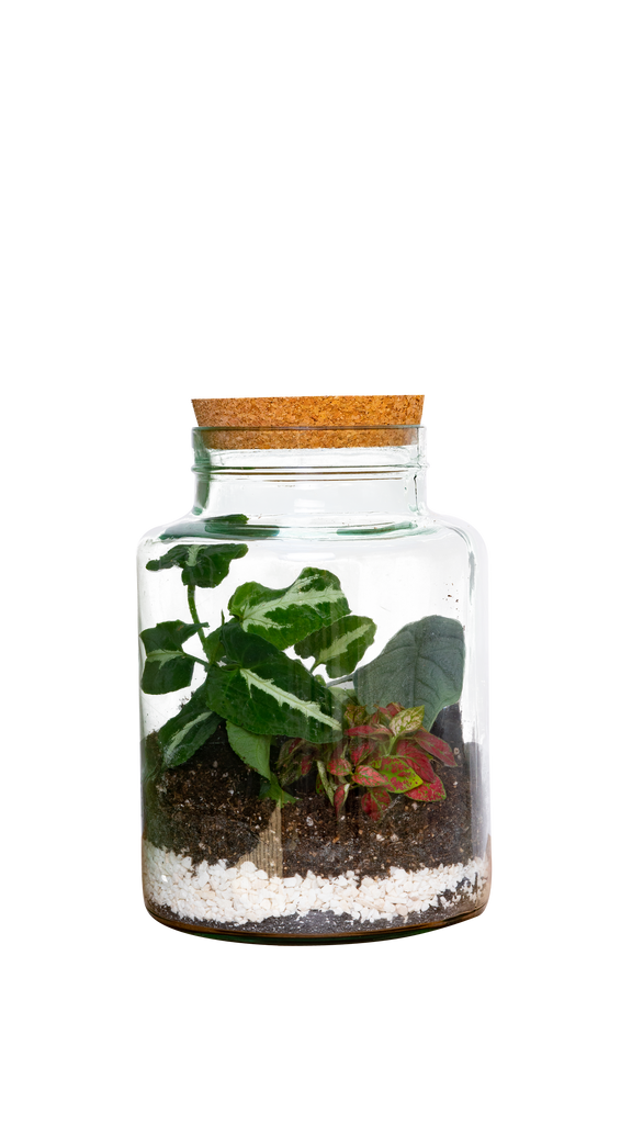 Chico the Terrarium S 4" Pot Easy Care Houseplant Plantsome