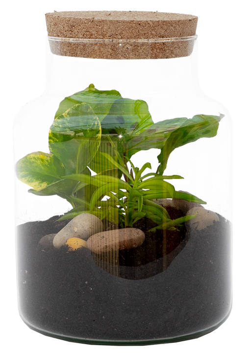 Taco the Terrarium | S