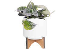 Scindapsus Pictus | Satin Pothos (S)