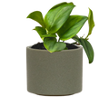 Shade Tolerant