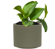 Scindapsus Treubii Moonlight | Sterling Silver Pothos (S)
