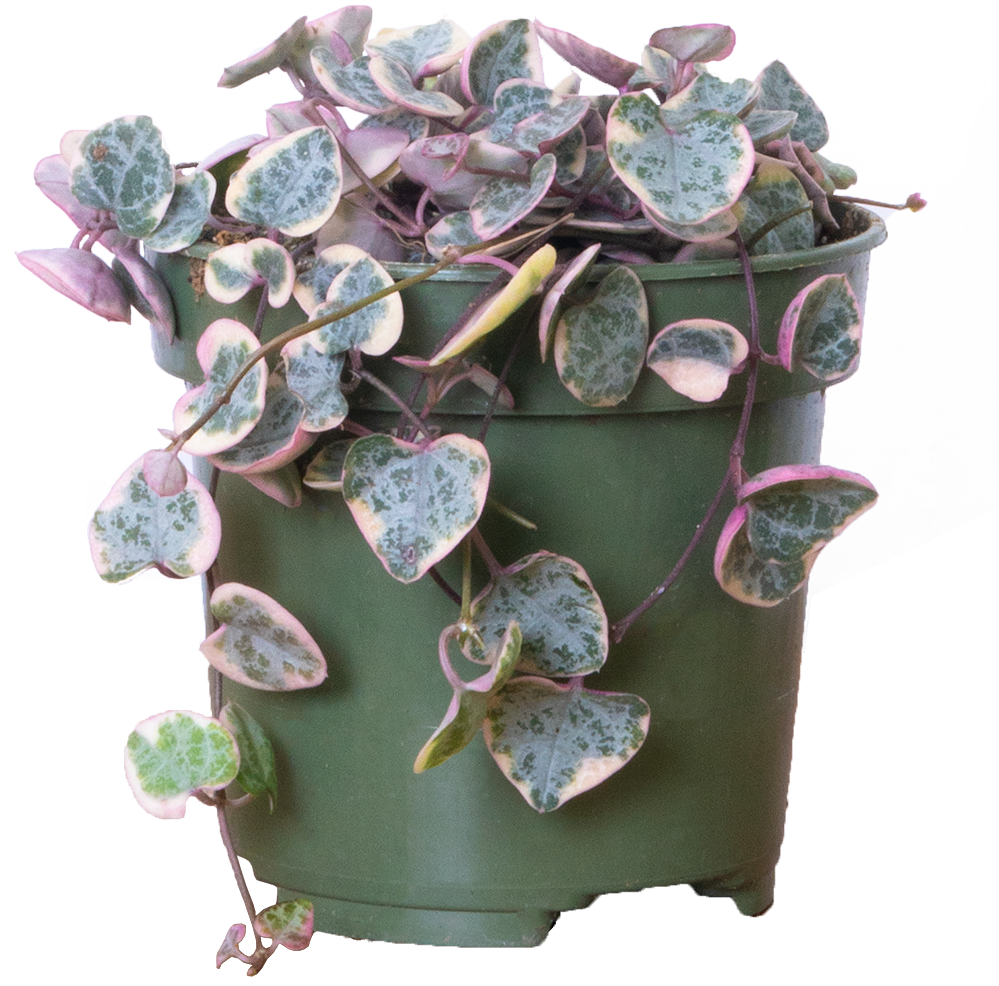 String of Hearts 4" Pot Pet Friendly Houseplant Plantsome