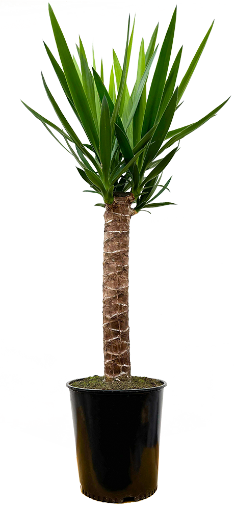 yucca-t商品② Joshua Tree Cane Yucca | 22.5