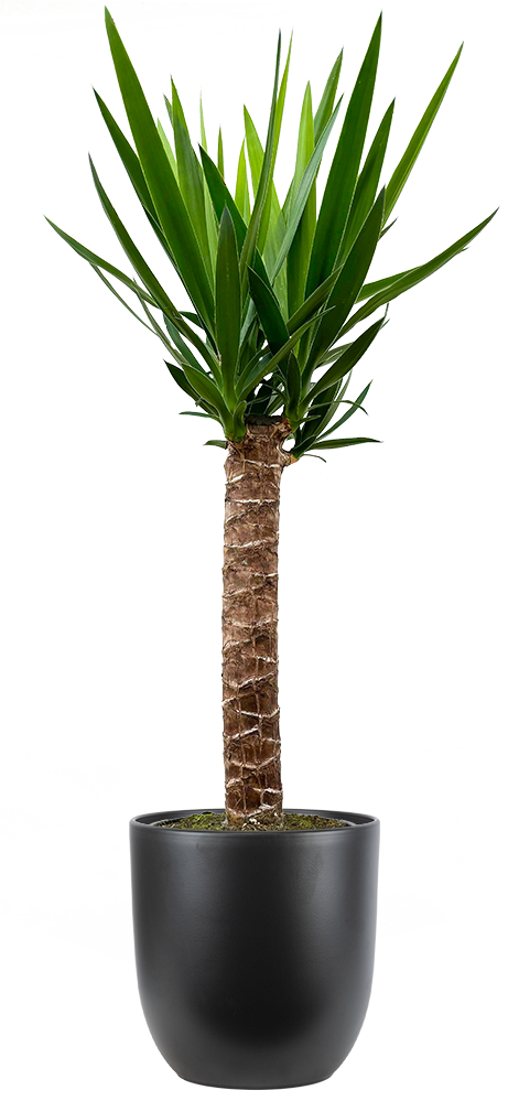 is a yucca cane a palm tree Joshua Tree Cane Yucca | 22.5" Pot | Easy Care Houseplant
