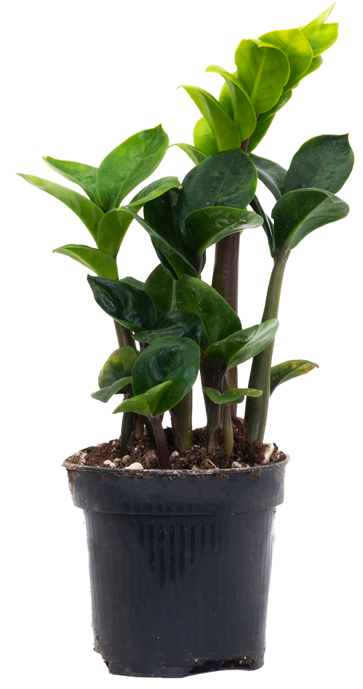 Zamioculcas Zenzi Dwarf ZZ Plant Easy Care Houseplant Plantsome