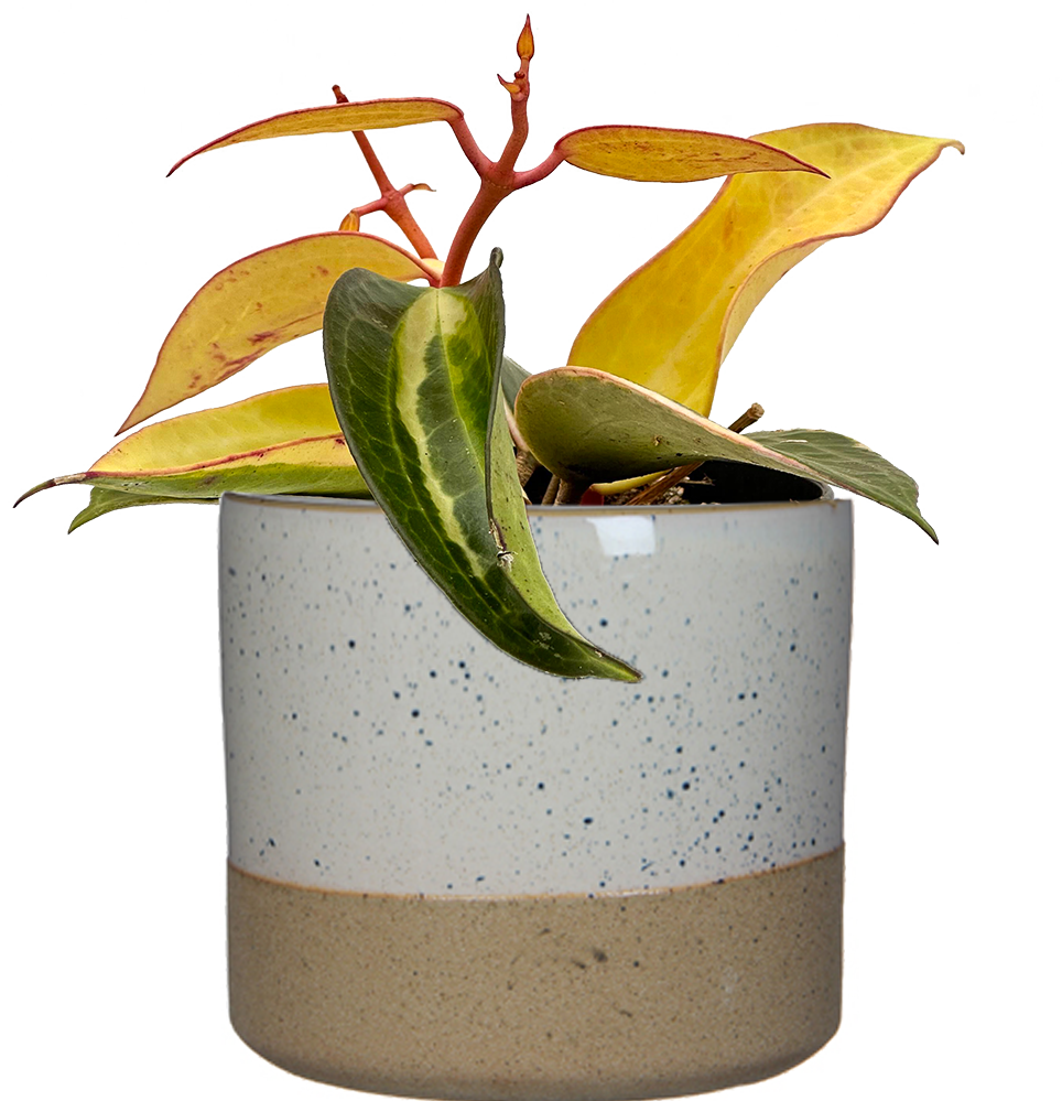 Hoya Latifolia Variegata Wax Plant 4" Pot Pet Friendly And Easy Care Houseplant Plantsome