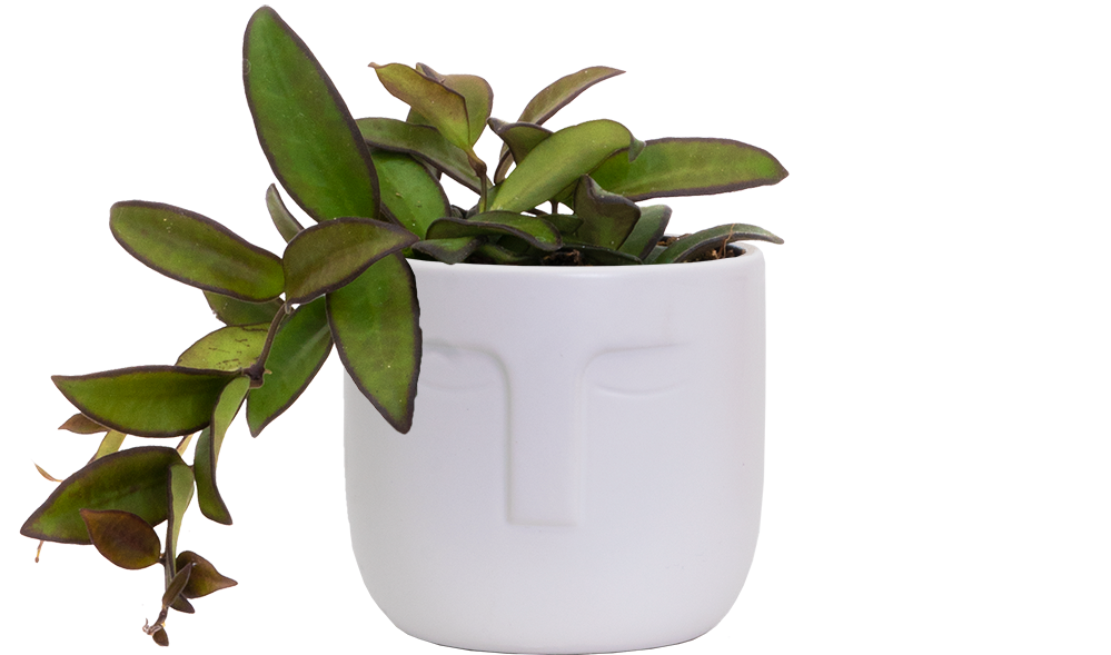 Hoya Rosita Wax Plant 4" Pot Pet Friendly And Easy Care Houseplant Plantsome