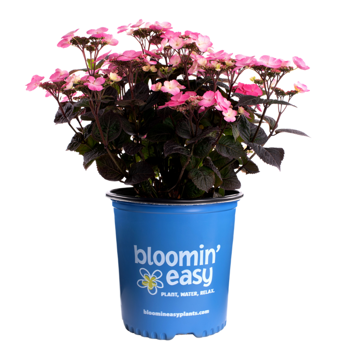 Pink Dynamo™ | Hydrangea Serrata (L)