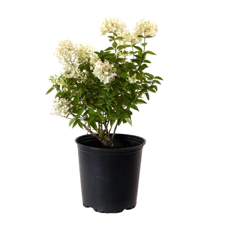 Sweet Summer Hydrangea | Hydrangea Paniculata (L)