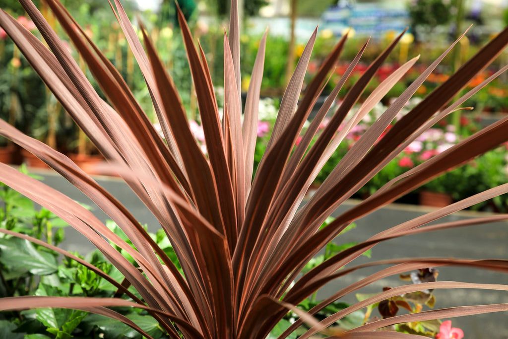 Cordyline Australis Chocolate Mint 4" Pot Pet Friendly And Easy