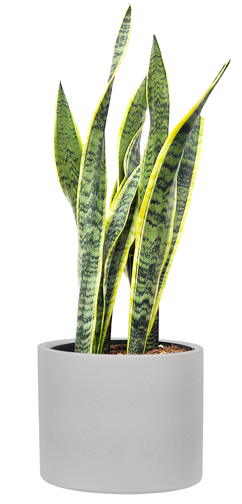 snake plant buy canada Sansevieria Laurentii | Snake Plant | 10