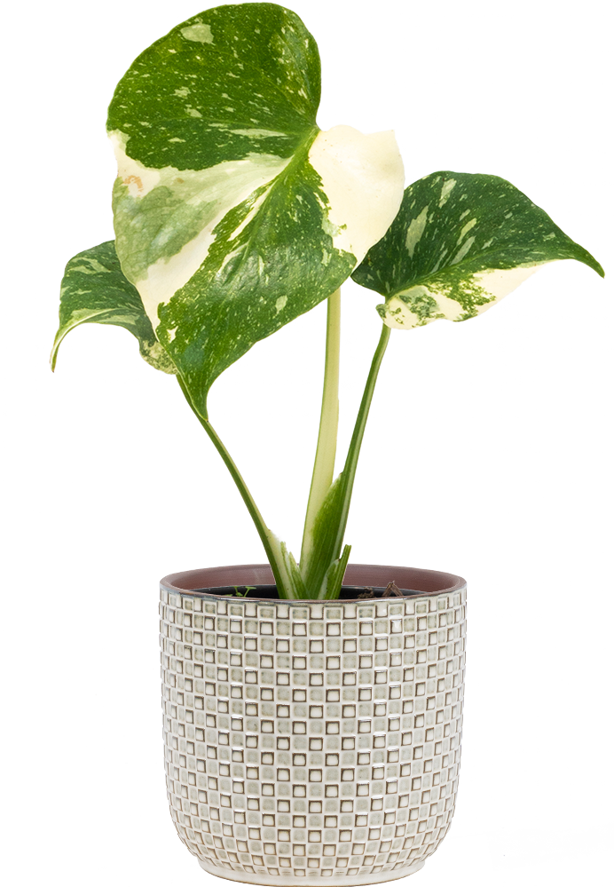 monstera-thai-constellation-