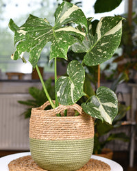 inspiratie-1