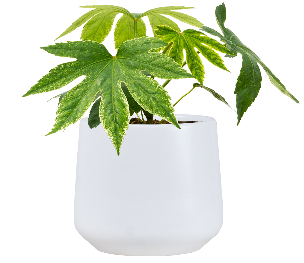 fatsia-japonica-paper-plant-8-pot-easy-care-houseplant-plantsome