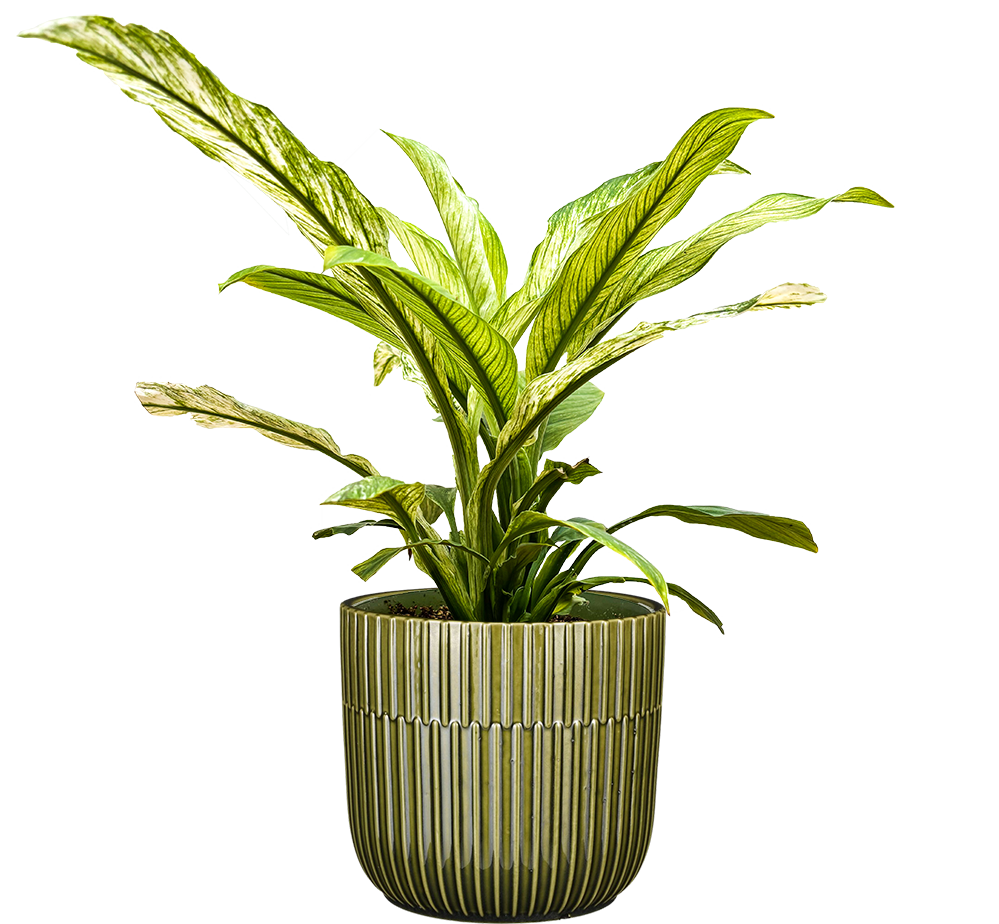 gold peace lily Variegated Peace Lily | Spathiphyllum | 6" Pot | Easy Care Houseplant