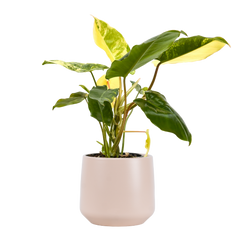 Philodendron Burle Marx Variegata (S)