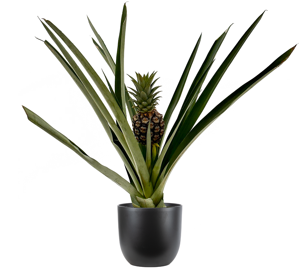 black pineapple plant Pineapple Plant | 6" Pot | Pet Friendly Houseplant