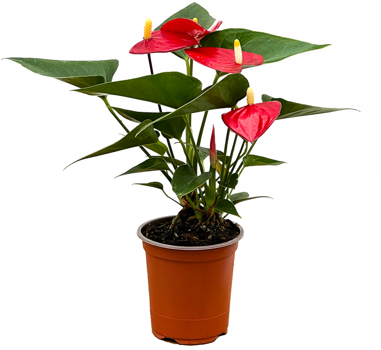 Red Anthurium (S)