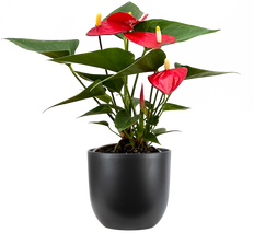 Red Anthurium (S)