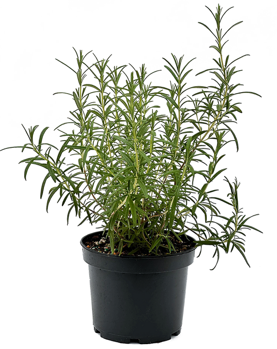Rosemary Upright (M)