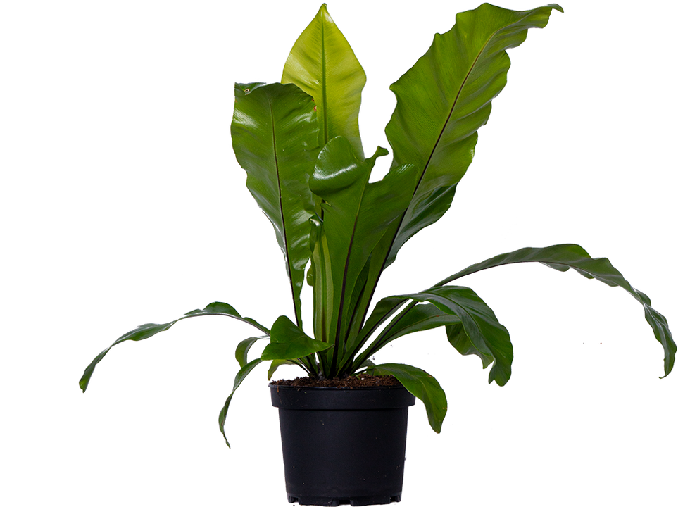 Asplenium Australasicum | Birds Nest Fern (S)