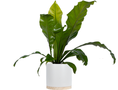 Asplenium Australasicum | Birds Nest Fern (M)