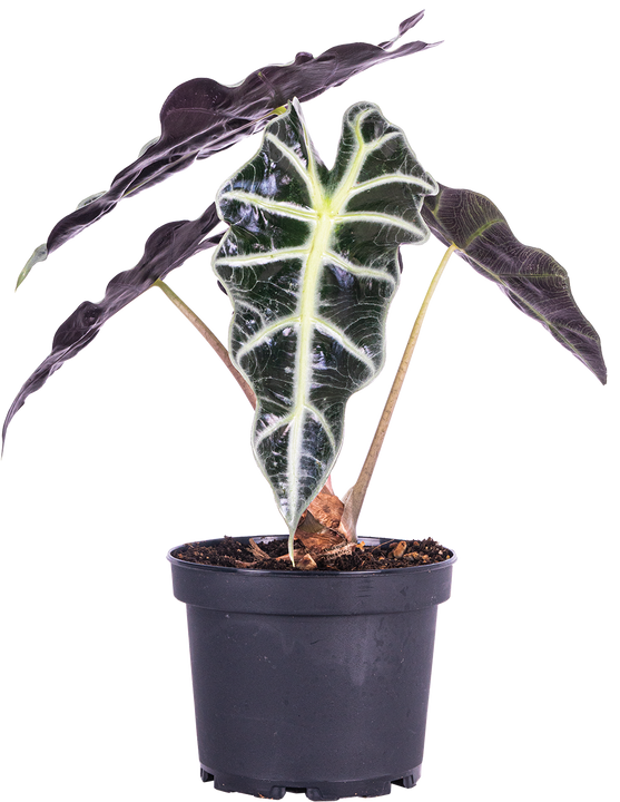 Alocasia Amazonica | African Mask (M)
