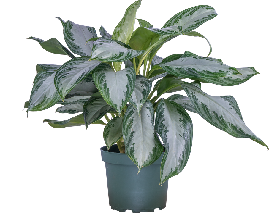 Aglaonema Silver Bay | Chinese Evergreen (L)