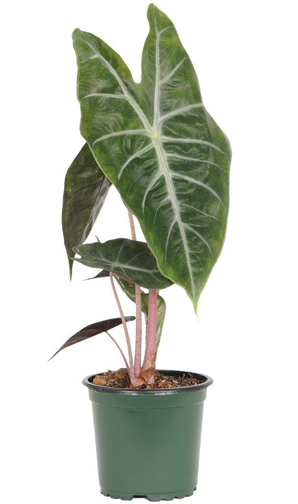 Alocasia Pink Princess | African Mask | 4