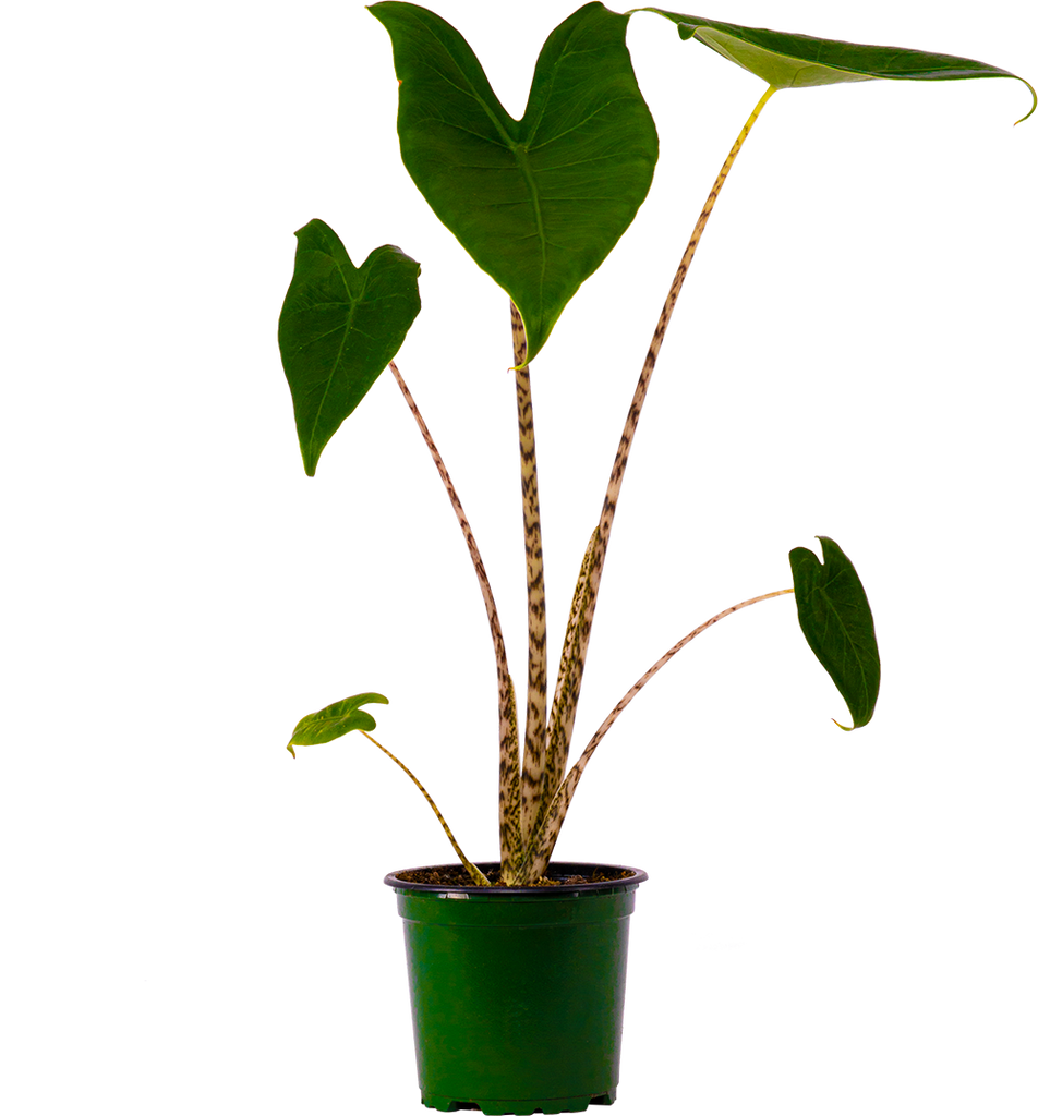 alocasia zebrina dehner Alocasia Zebrina | Elephant's Ear | 4