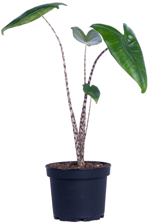 Alocasia Zebrina | Elephant's Ear (M)