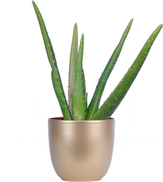 Aloe Vera (S)