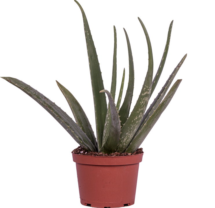 Aloe Vera (M)