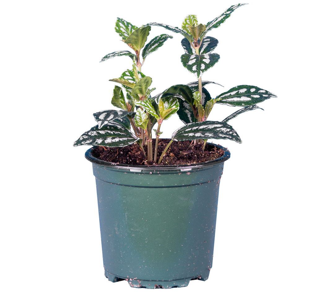 aluminum plant indoor care Pilea Cadierei | Aluminum Plant | 4" Pot | Easy Care Houseplant