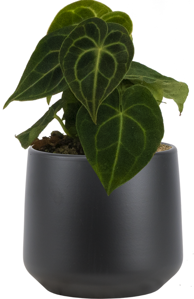 Anthurium Clarinervium | 4