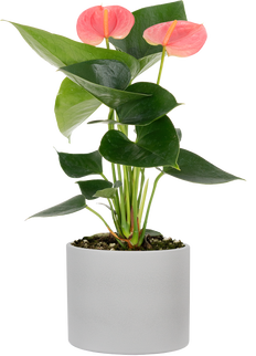 Pink Anthurium | Flamingo Lily (S)