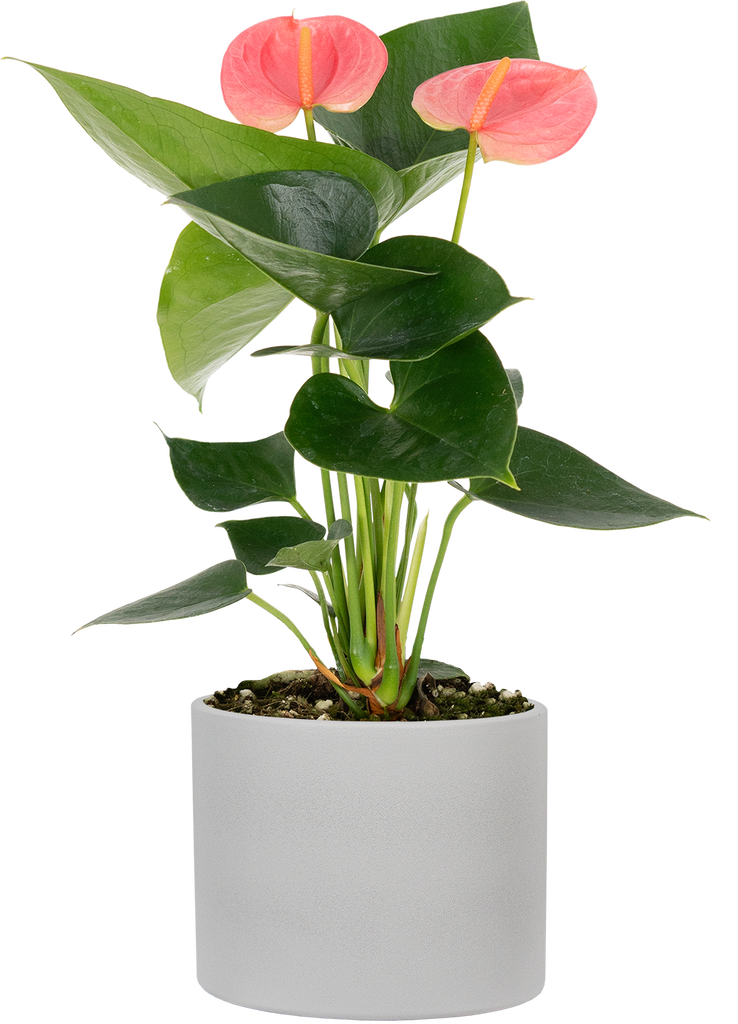 Pink Anthurium | Flamingo Lily | 4