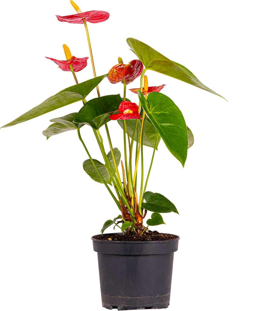 本物保証限定南米直輸入株Anthurium patriciae室内育成 その他観葉植物