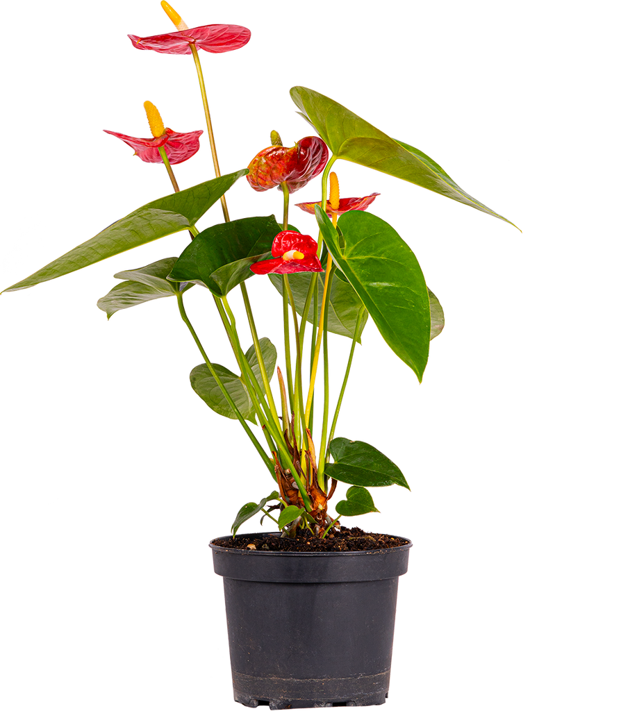 anthurium growers ontario Red Anthurium | 6" Pot | Easy Care Houseplant