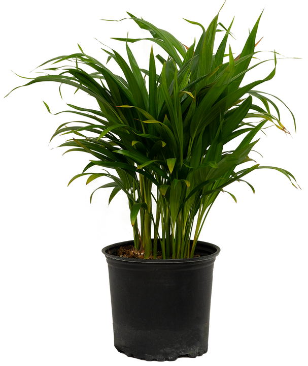 Areca Palm (L)