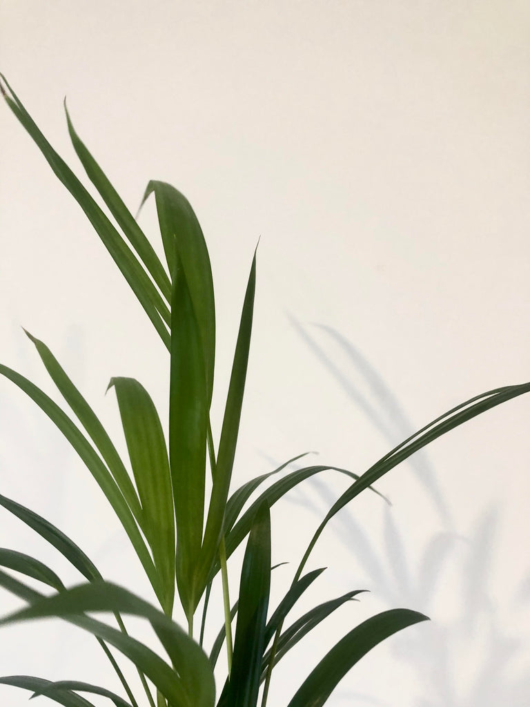 2 REASONS Your Areca Palm Leaves Turning Brown // Areca Palm Plant Care 