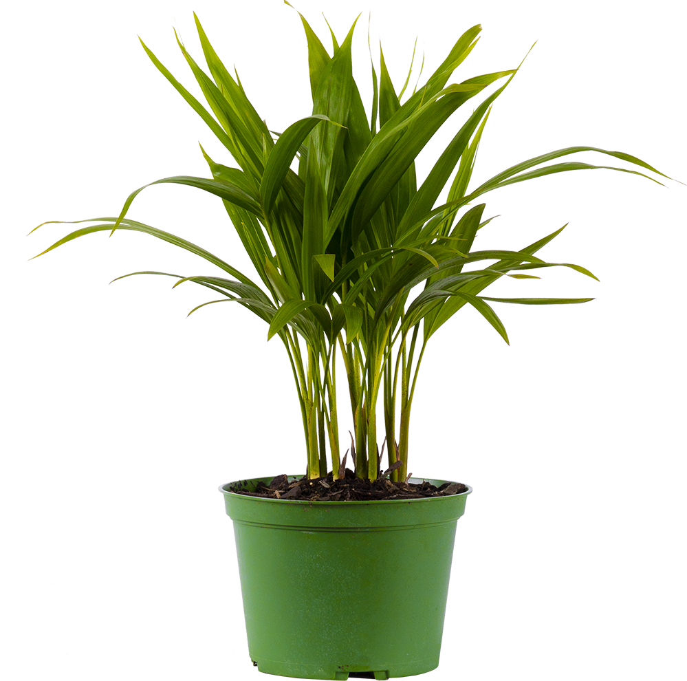 areca palm buy canada Areca Palm | 6" Pot | Pet Friendly Houseplant