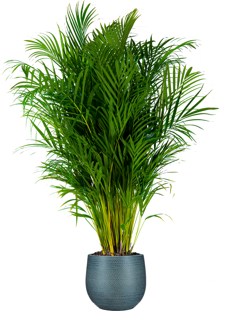 areca palm buy canada Areca Palm | 10" Pot | Pet Friendly Houseplant