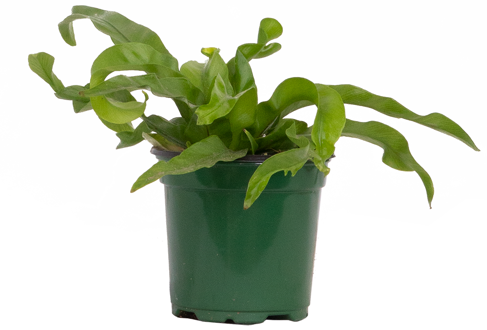 hurricane bird's nest fern Asplenium Hurricane | Birds Nest Fern | 4" Pot | Pet Friendly And Easy Care Houseplant