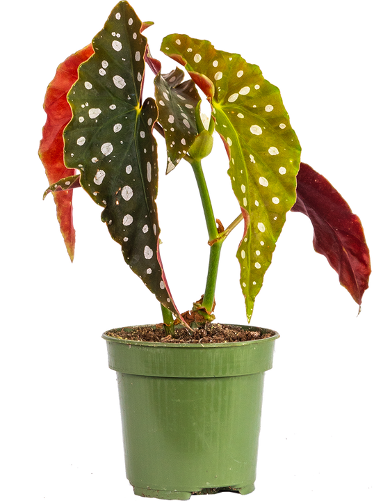 Begonia Maculata | Angel Wing Polka Dot (S)