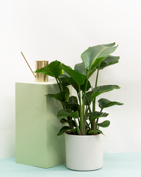 inspiratie-1