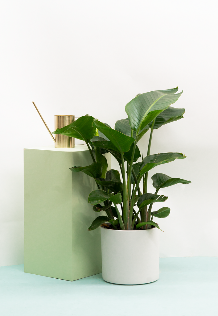 plantsome strelitzia Strelitzia Nicolai | Bird of Paradise Multi Stem | 22.5